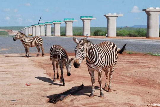肯尼亚总统高度赞赏，，，，，乞力马扎罗山下必发绿闪灼